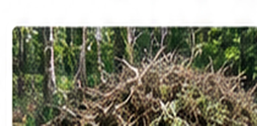 Brush removal in Ohio