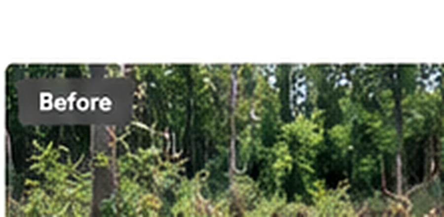 Tree clearing in Ohio